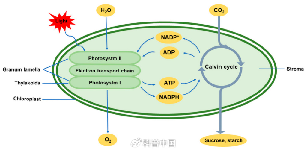 光合作用的暗反应图片