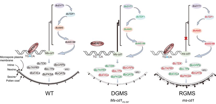 图2. Ms-cd1启动子突变导致显性雄性不育的遗传调控网络