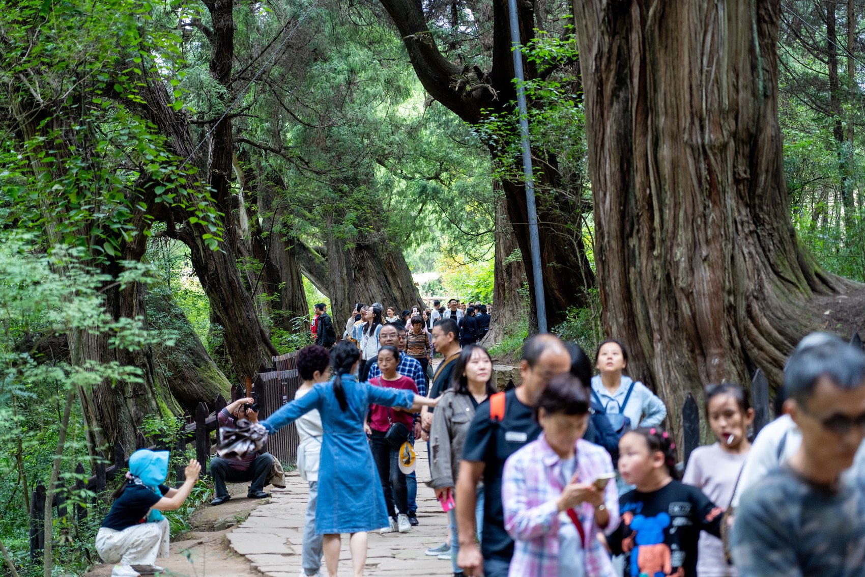 翠云廊古蜀道迎来大批游客.(广元市文广旅局供图)