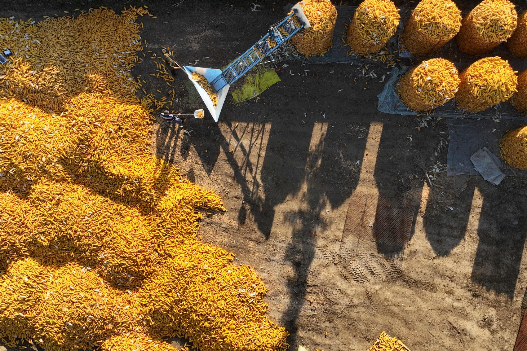 10月5日,在山东省聊城市茌平区胡屯镇北田村,村民将玉米装囤(无人机