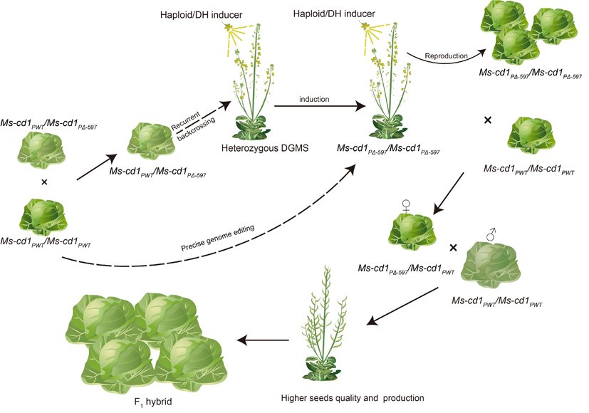 图3. Ms-cd1显性雄性不育制种体系