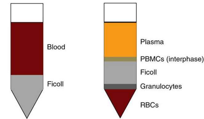 图2 抗凝血中加入ficoll后图示(左);离心分层后图示(右图)