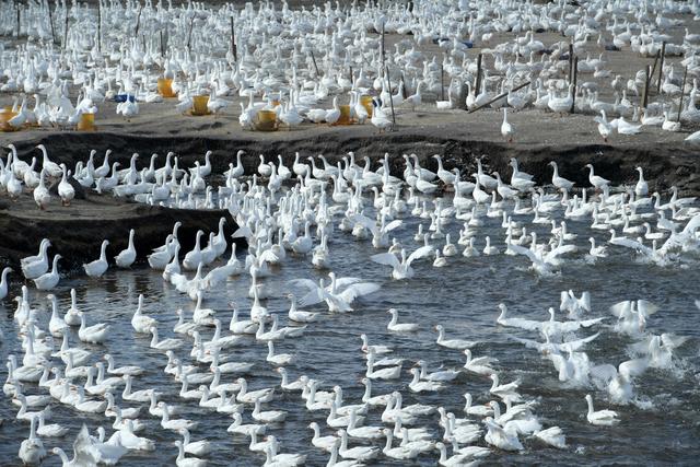 呼伦贝尔农垦免渡河农牧场的养殖场内,水面上成群结队的大白鹅即将