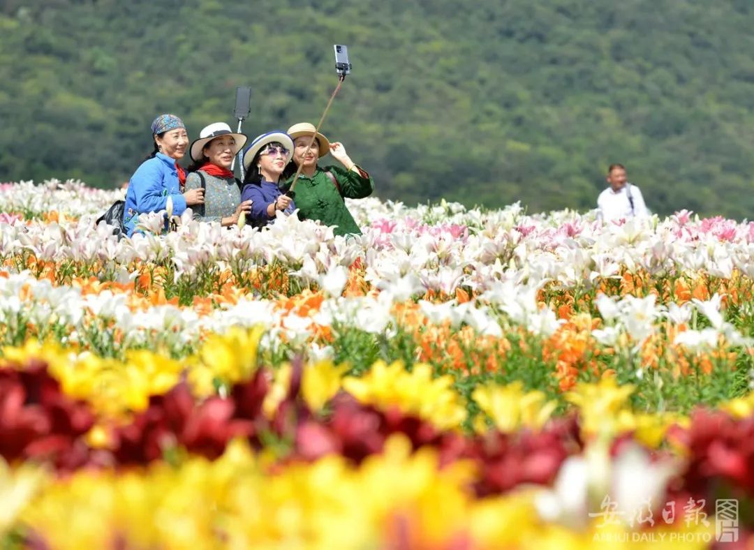 10月6日,游客在巢湖半汤郁金香高地百合花海中自拍.马丰成 摄