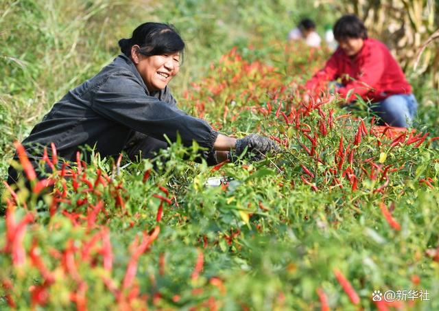 寒露前的田野|农民_新浪财经_新浪网