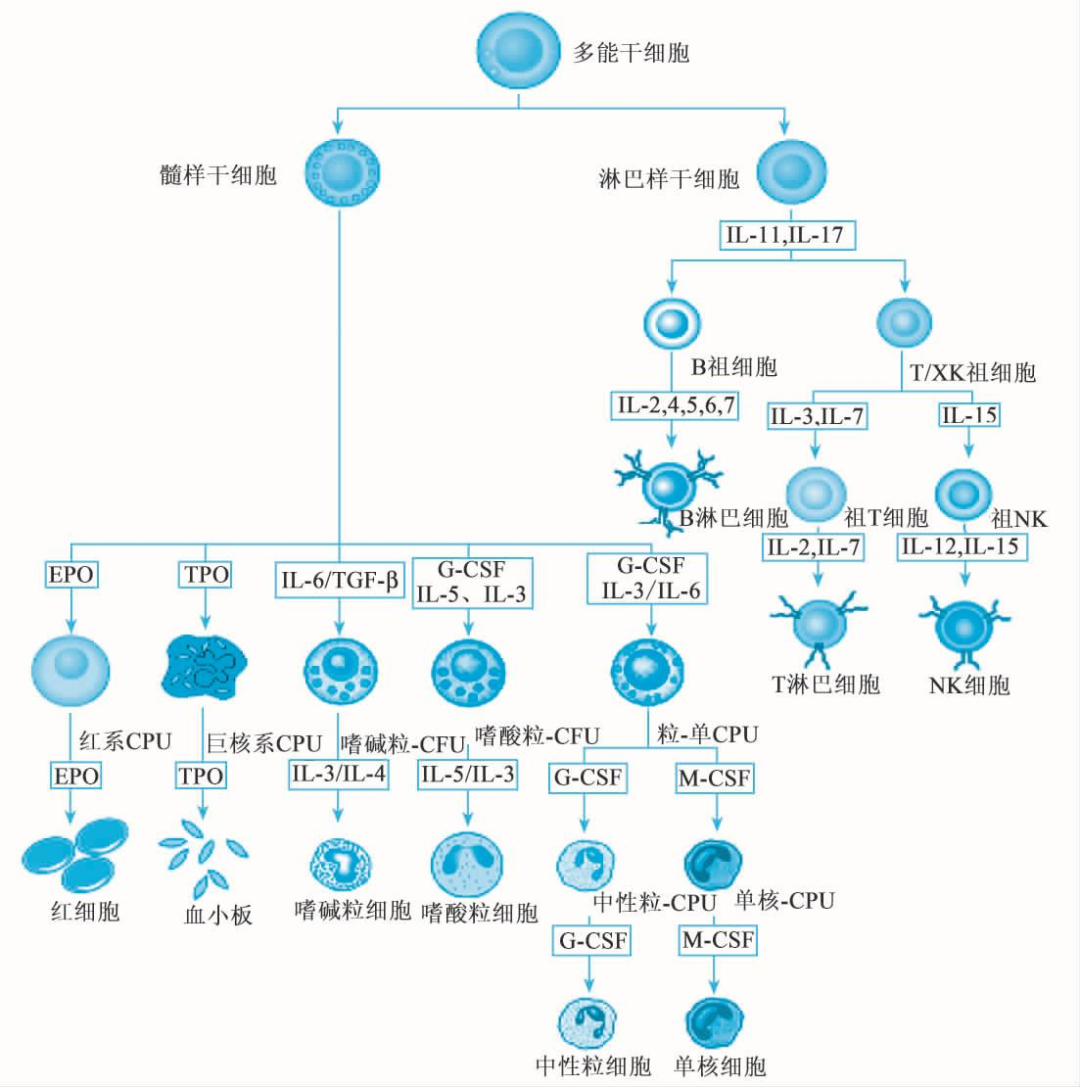 图1 免疫细胞的分化历程及相关细胞因子(图片来源于网络)