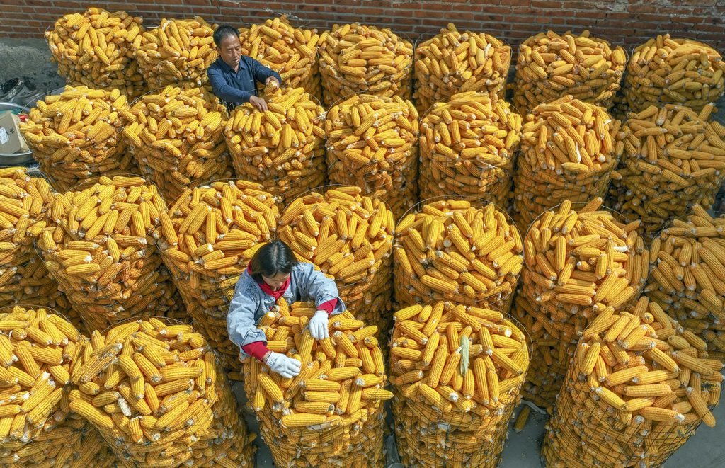 10月6日,河北省遵化市刘备寨乡农民在整理玉米(无人机照片).