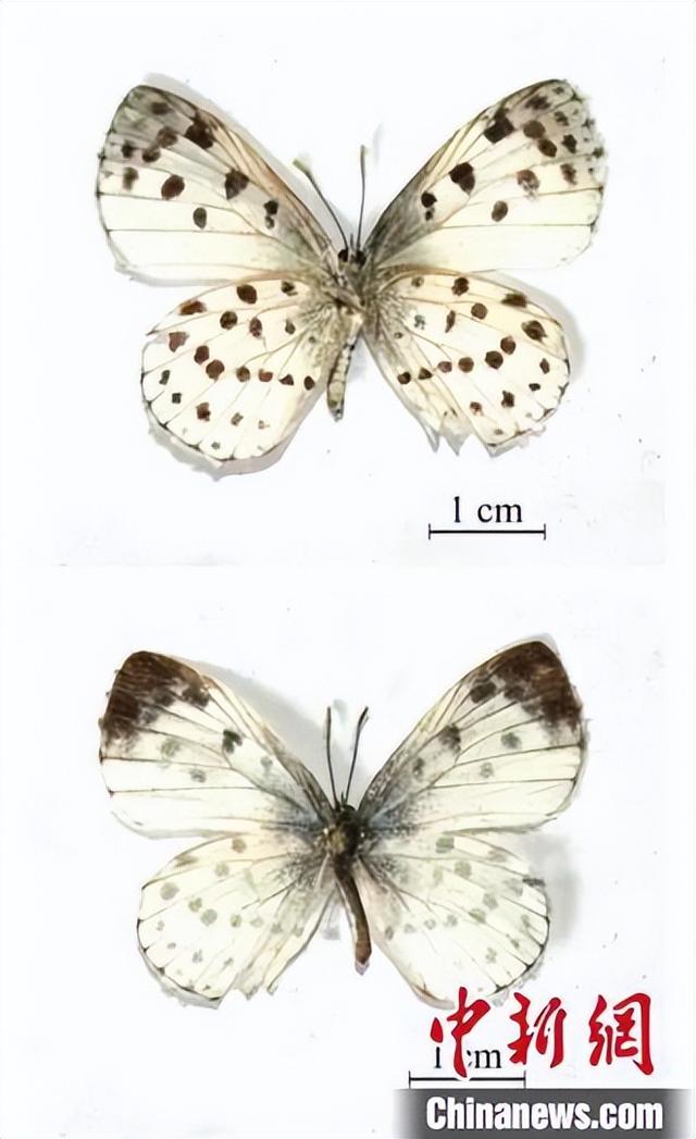 发表的论文中,记录了一种在武夷山国家公园(江西片区)黄岗山区域发现