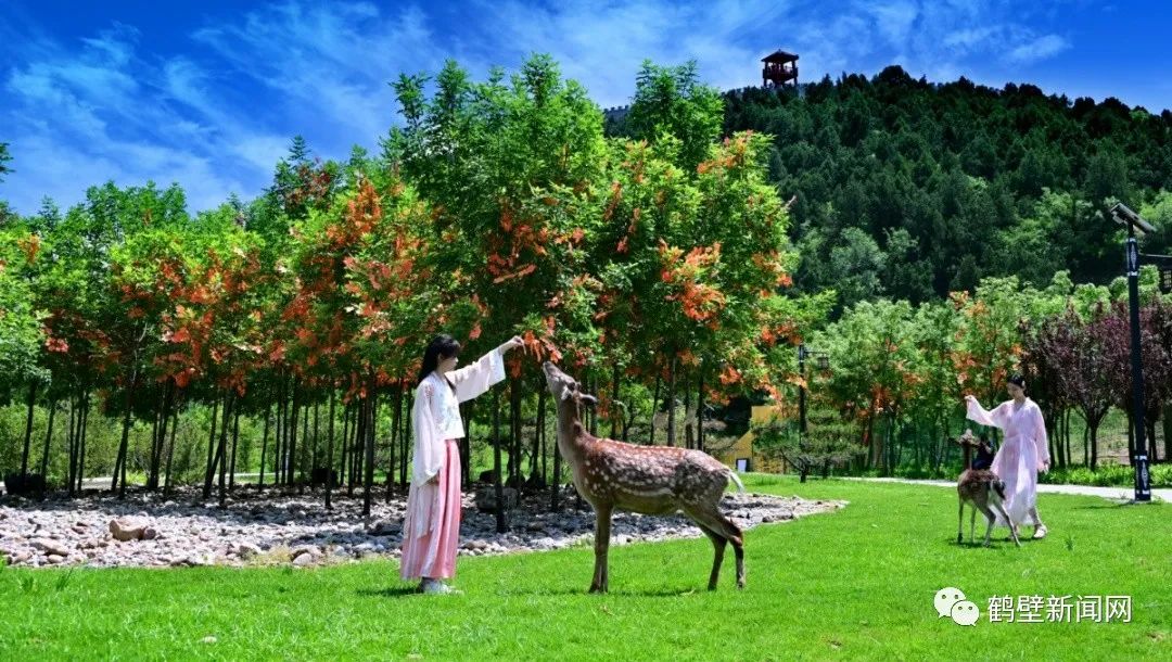 在鹤山区阿斗寨景区,游客与梅花鹿亲密接触 (鹤山区文旅局供图)