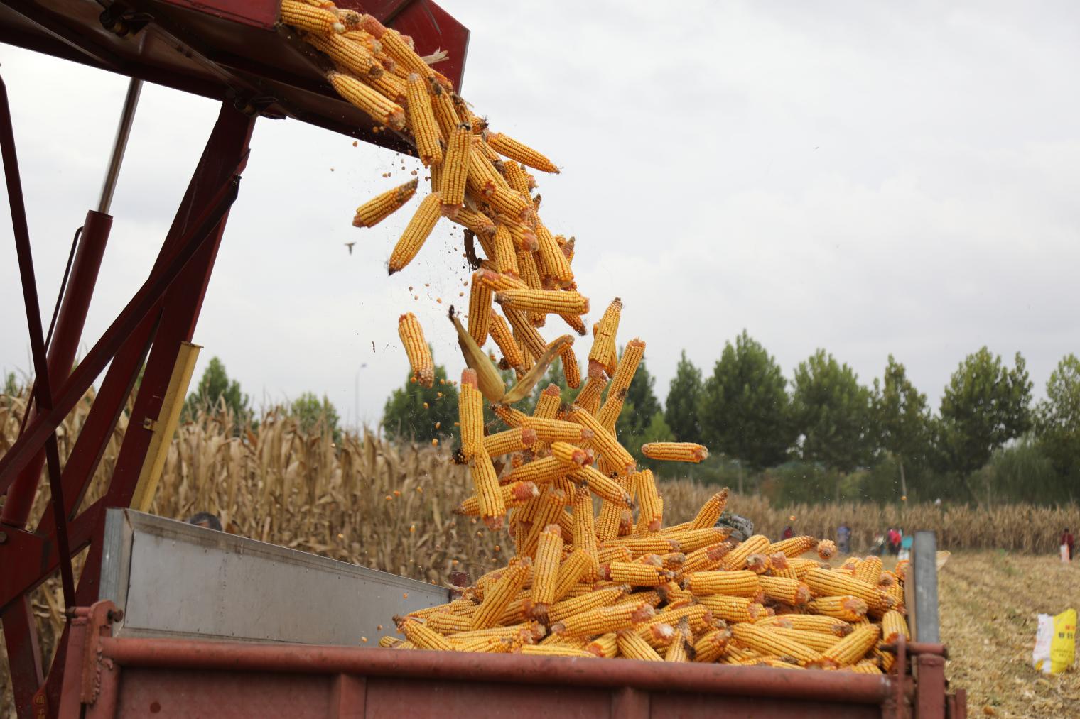 67濉溪县四铺镇:玉米大丰收 颗粒满归仓|粮食安全_新浪财经_新浪网