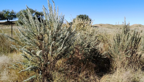 修复沙地种植的华北驼绒藜长势良好