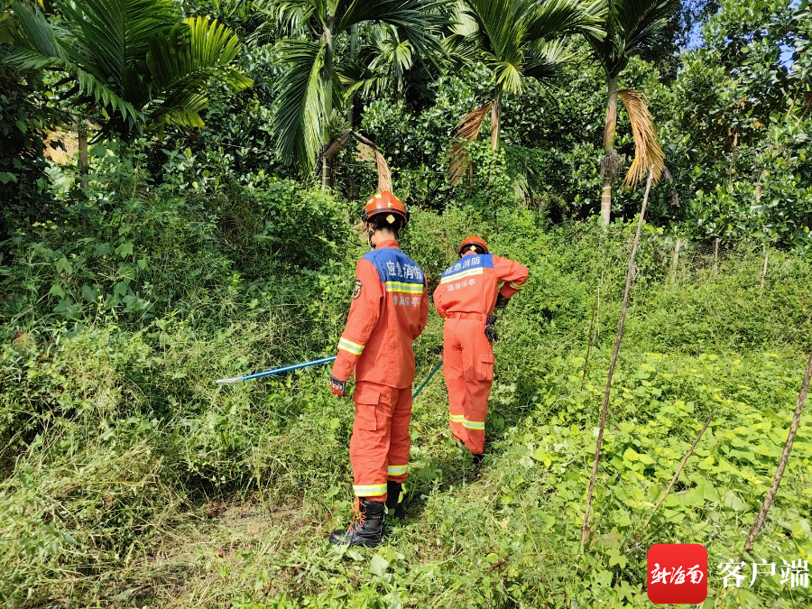 保亭一槟榔园惊现大蟒 消防员及时赶赴现场处置