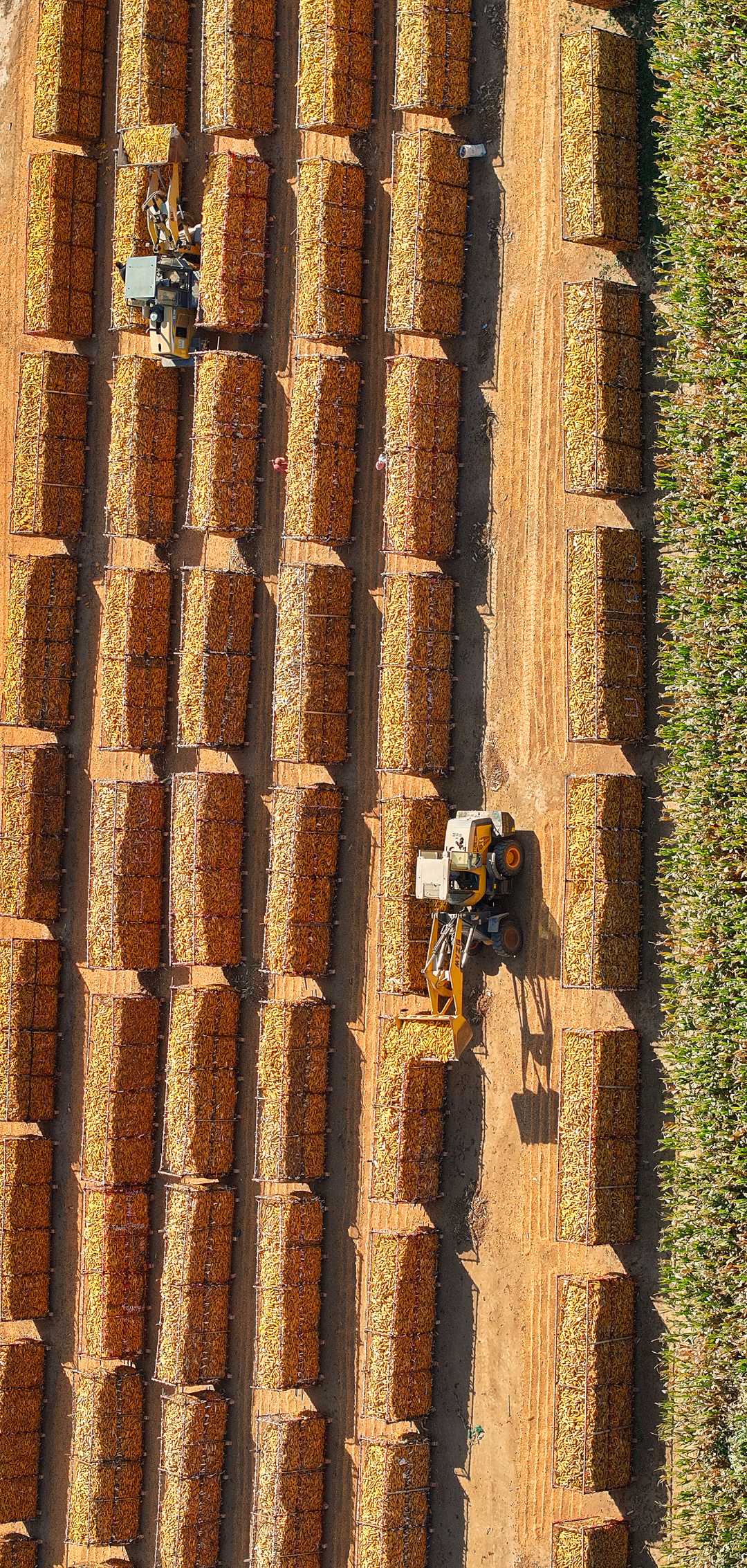 玉米丰收入囤忙