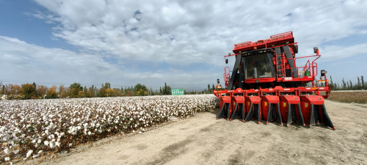 位于新疆库尔勒的国欣示范园棉田.中国棉花协会供图.
