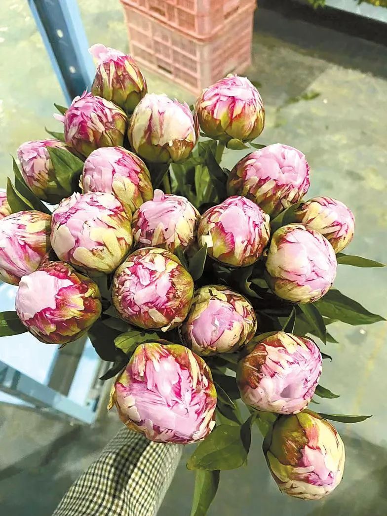 动工,为了芍药相伴的春天——山东菏泽芍药鲜切花产业成长记