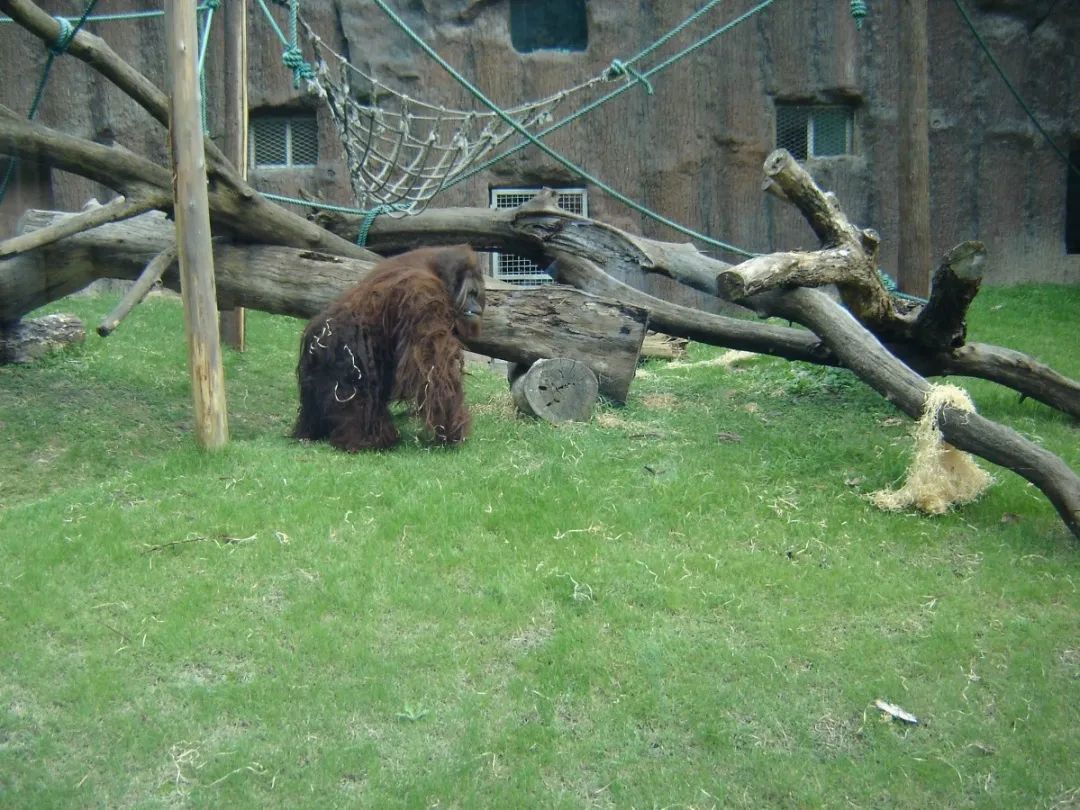 上海动物园45岁猩猩"森泰"离世,是目前国内动物园最年长猩猩_新浪财经