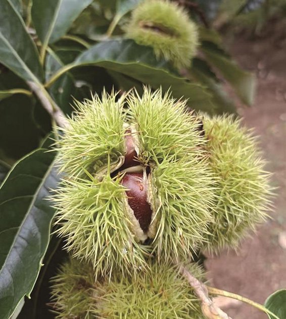 滦平县南台子村板栗喜获丰收. 和合承德网记者 邢璐瑶 摄