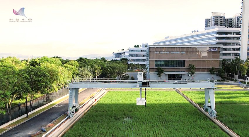 聚焦"南繁硅谷"|科学家为作物做"ct" 智慧育种按下加速键|中国农业