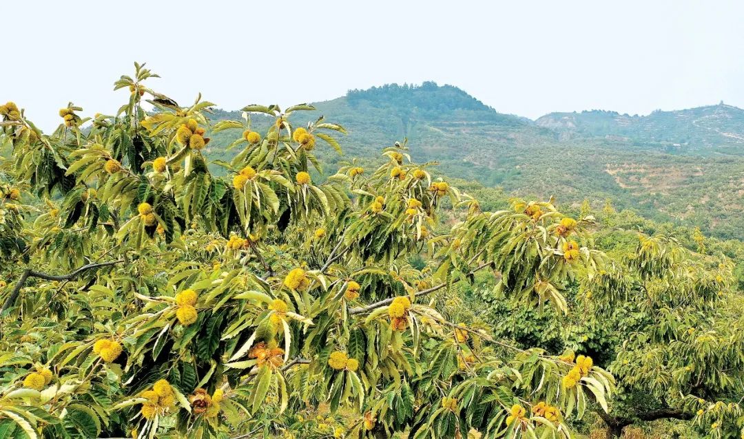 晚熟板栗品种"东陵明珠" (张园华供图)