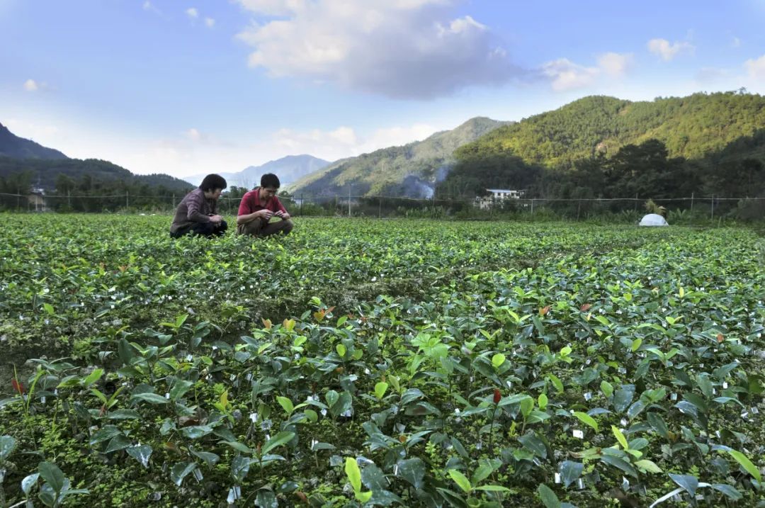 福建省油茶良种育苗基地(黄海 摄)