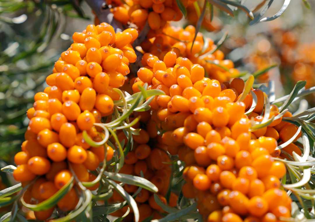 在新疆阿勒泰地区青河县,丰收的沙棘树硕果累累.刘金锐摄