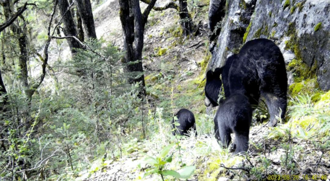▲黑熊带两只幼崽“出游”