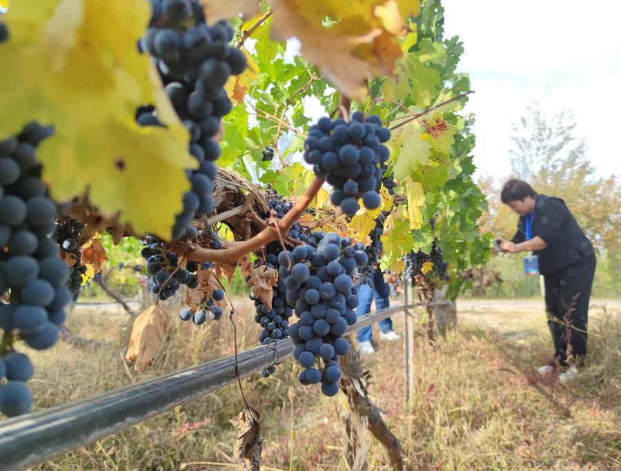 在葡萄园采访拍摄.