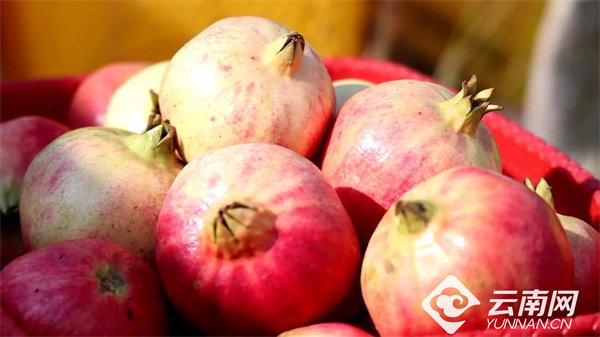 云南宾川:水果之乡石榴红 民族团结喜丰收|宾川_新浪财经_新浪网