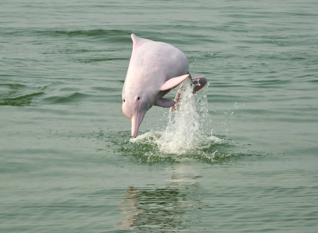 中华白海豚(包胜辉 摄)