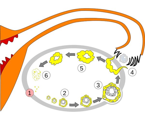 卵巢中的卵泡发育过程:1 - 卵巢;2 - 成熟卵泡;3 - 成熟卵泡;4 - 排卵