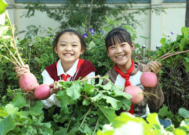 学生们在校园农场展示刚收获的萝卜