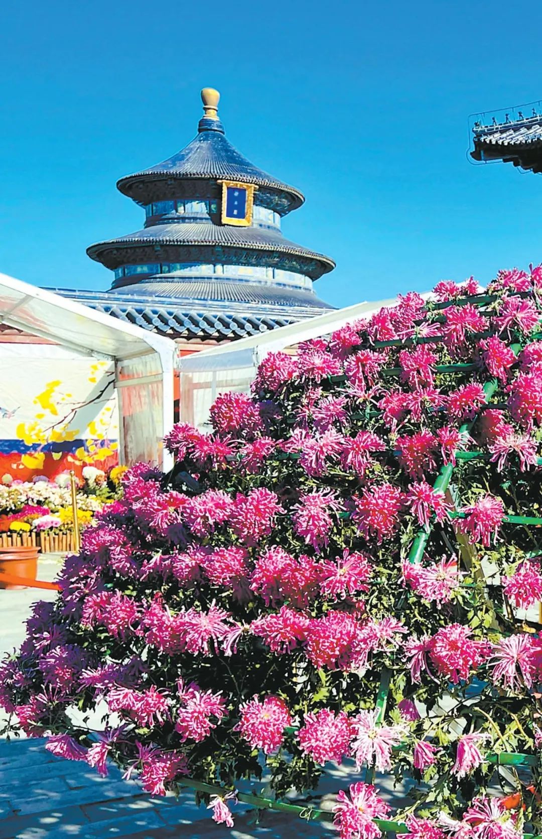 2023北京菊花文化节十大展区菊韵金秋|北京市_新浪财经_新浪网