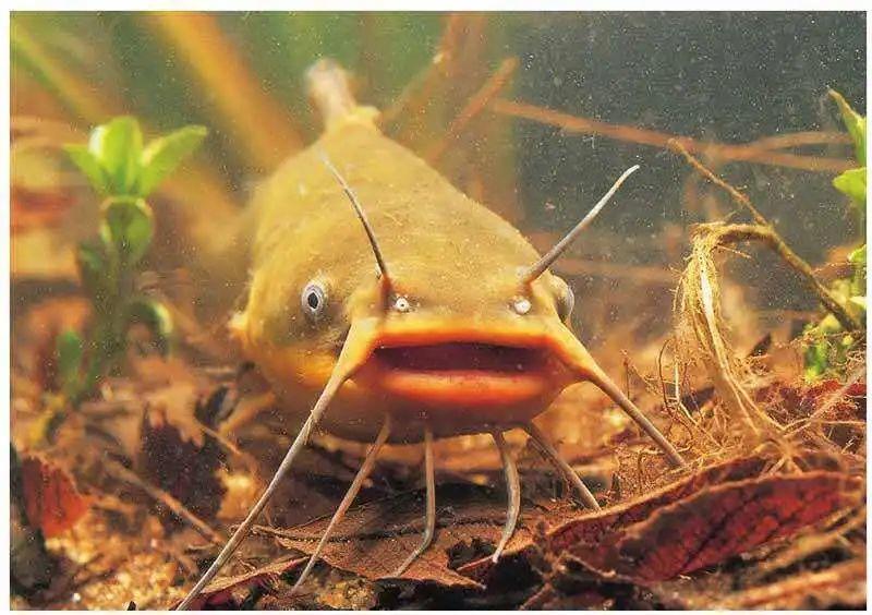 "北极鲶鱼"究竟是什么鱼?_新浪财经_新浪网