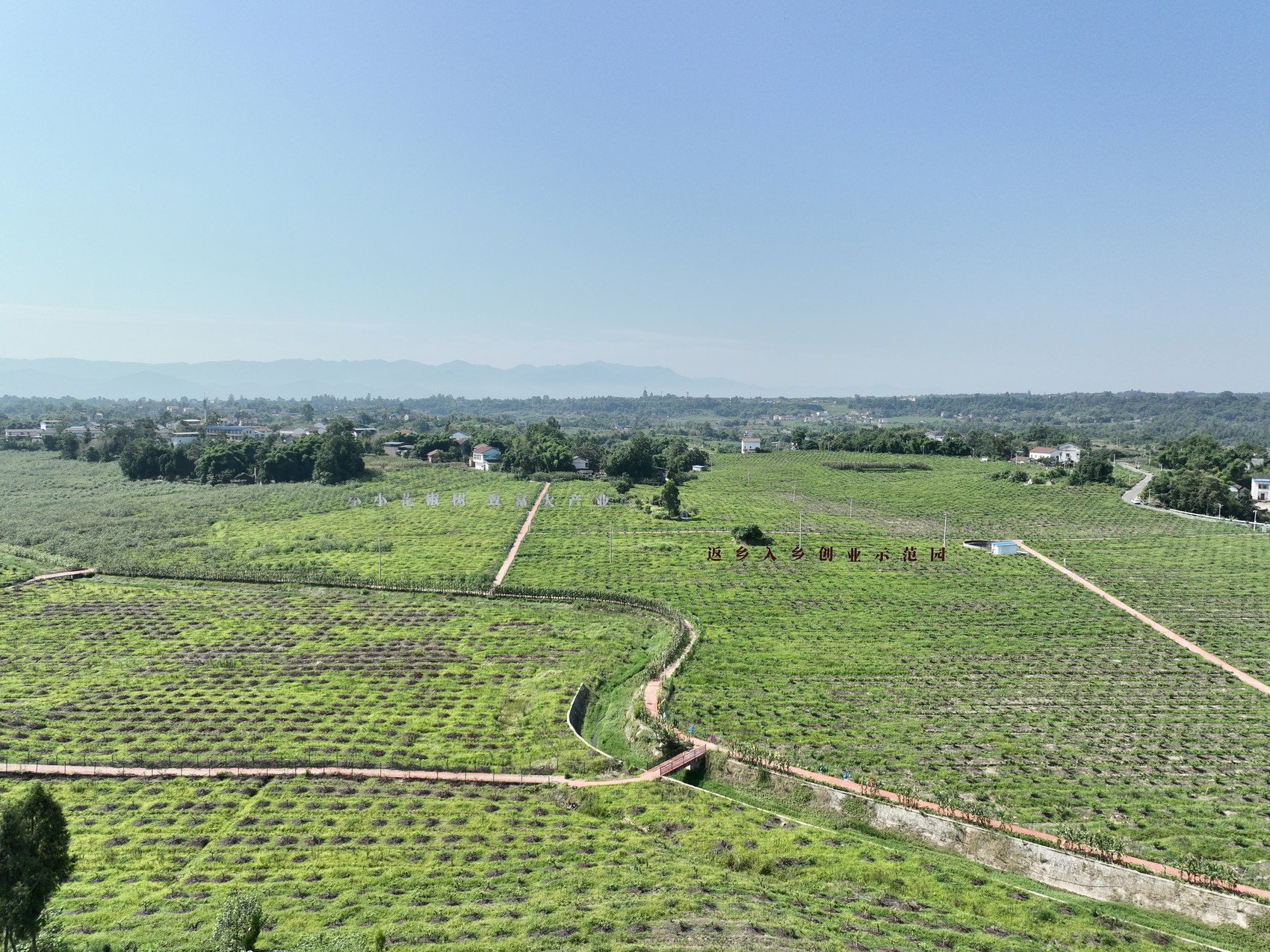 市州观察丨从卖花椒到卖产品 广安青花椒的"进阶"秘籍