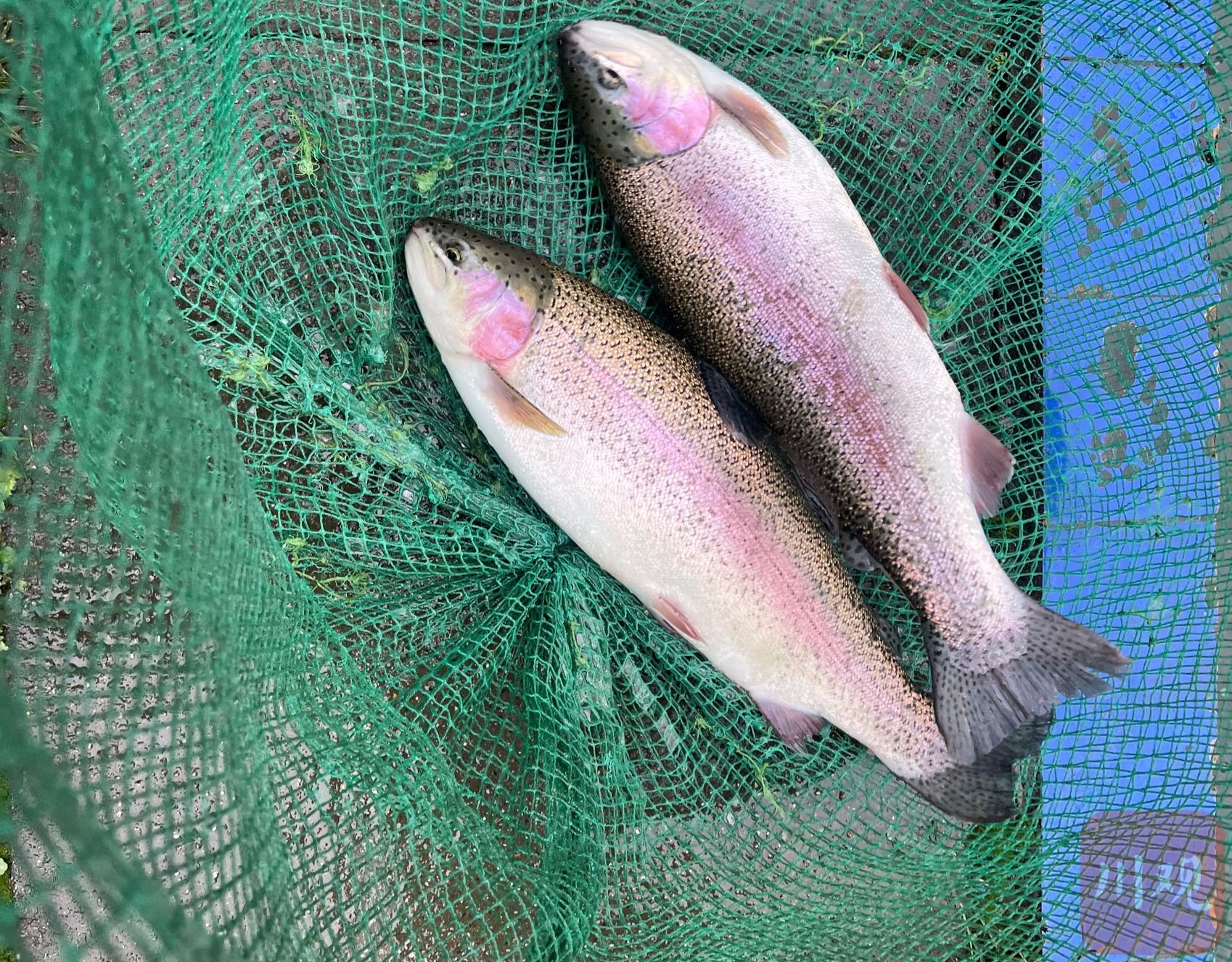 鲑鳟鱼类以虹鳟为代表,年产量1000吨左右,排名全国第五位;鲟鱼类品种