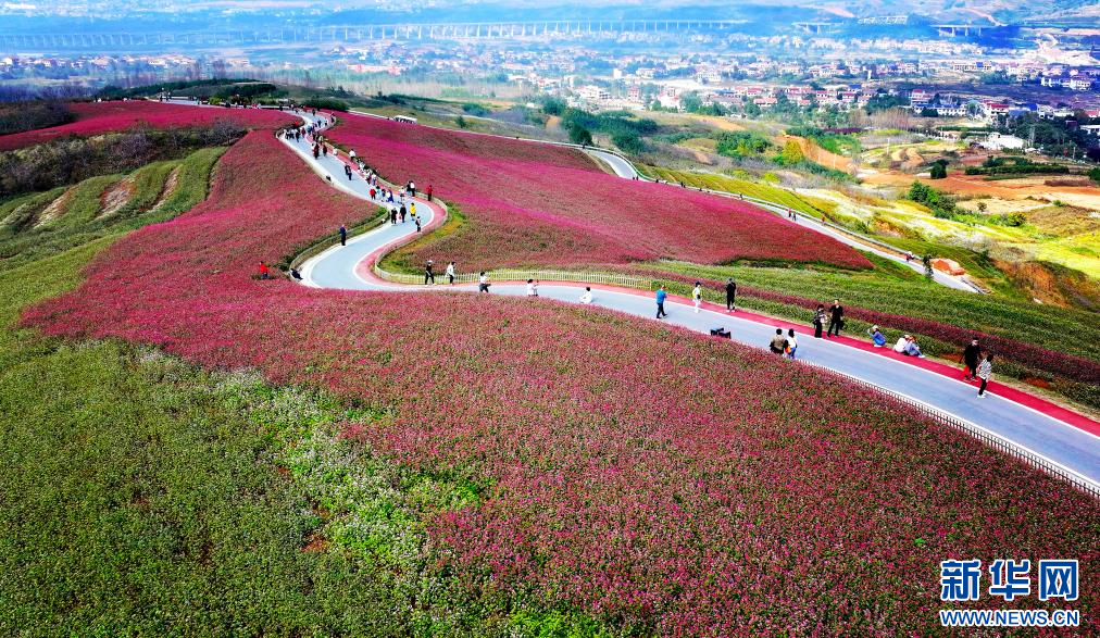 10月10日,游人在陕西省西安市蓝田县九间房镇峪口村荞麦岭赏花游玩(无