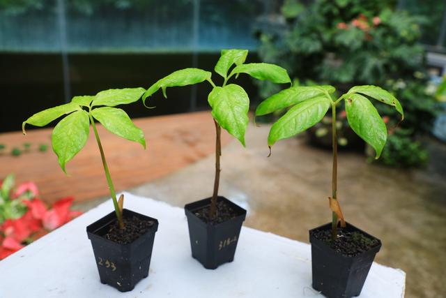 经过近半年的生长,巨魔芋小芽已经成长为叶子.国家植物园供图