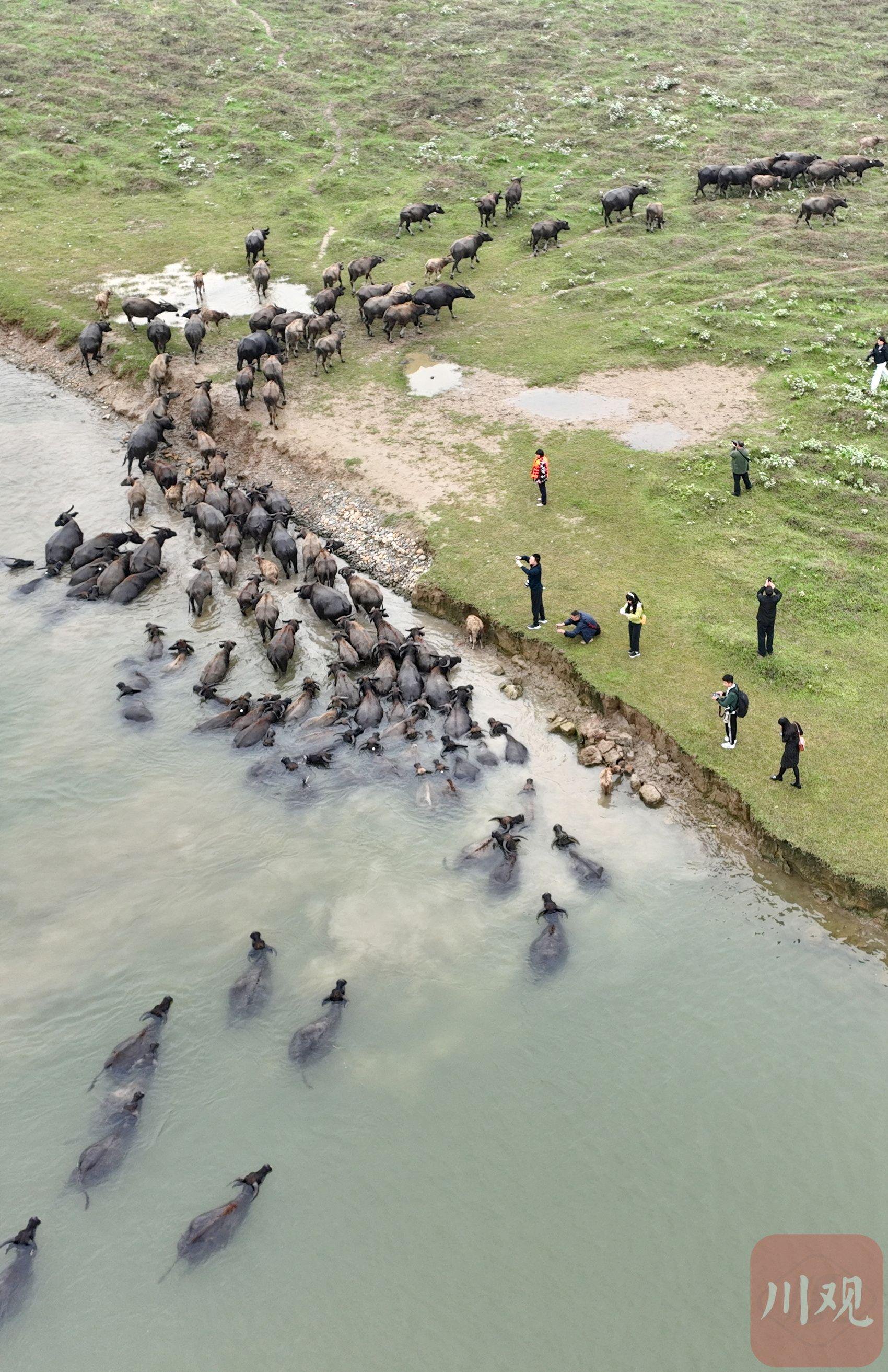 图集丨南充蓬安:百牛渡江"趟"出乡村振兴路|嘉陵江_新浪财经_新浪网