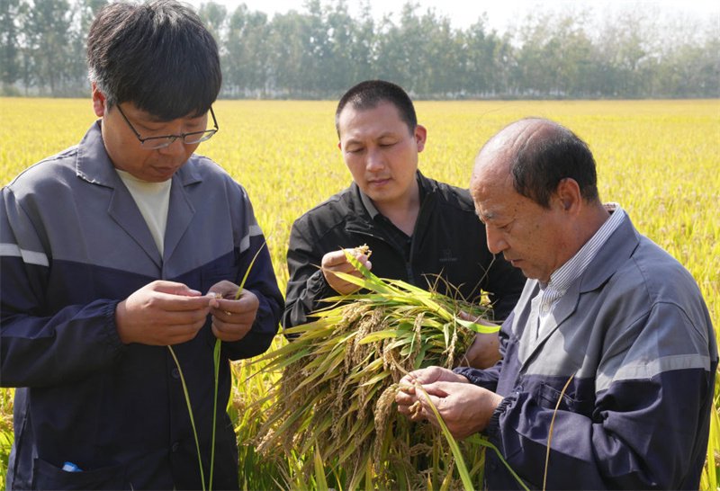 10月11日,农业科研人员在河北省唐山市曹妃甸区第五农场盐碱地改良