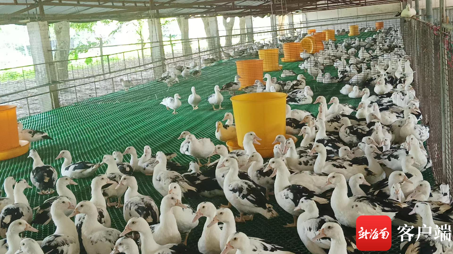 种鸭场养殖的种鸭.记者 苏桂除 摄