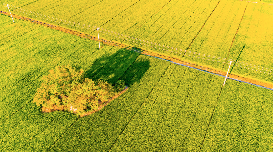 廉江营仔镇围田&nbsp;蓝伟强摄