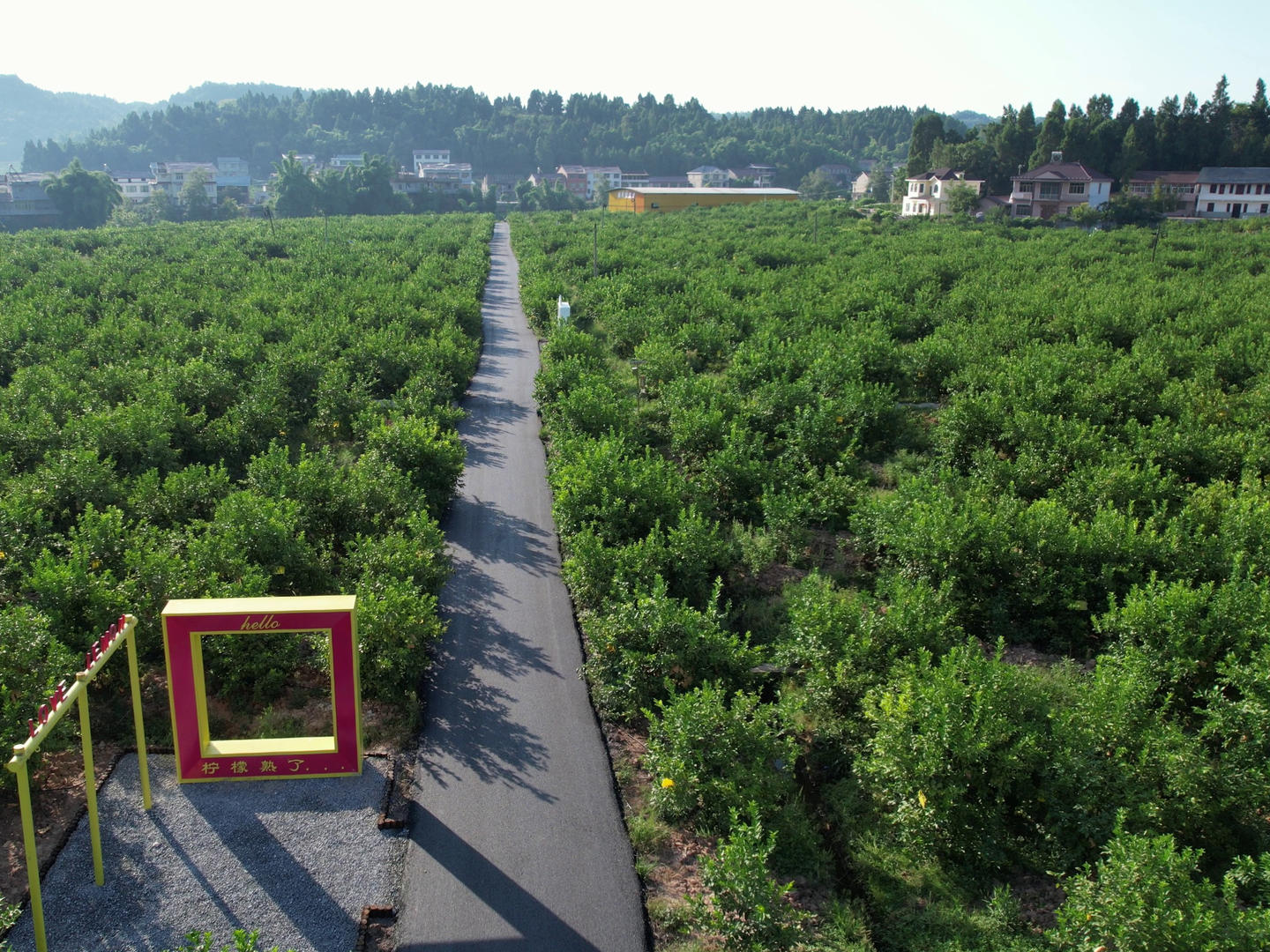 品牌价值逾190亿安岳柠檬如何转型第四届世界柠檬产业发展大会10月18