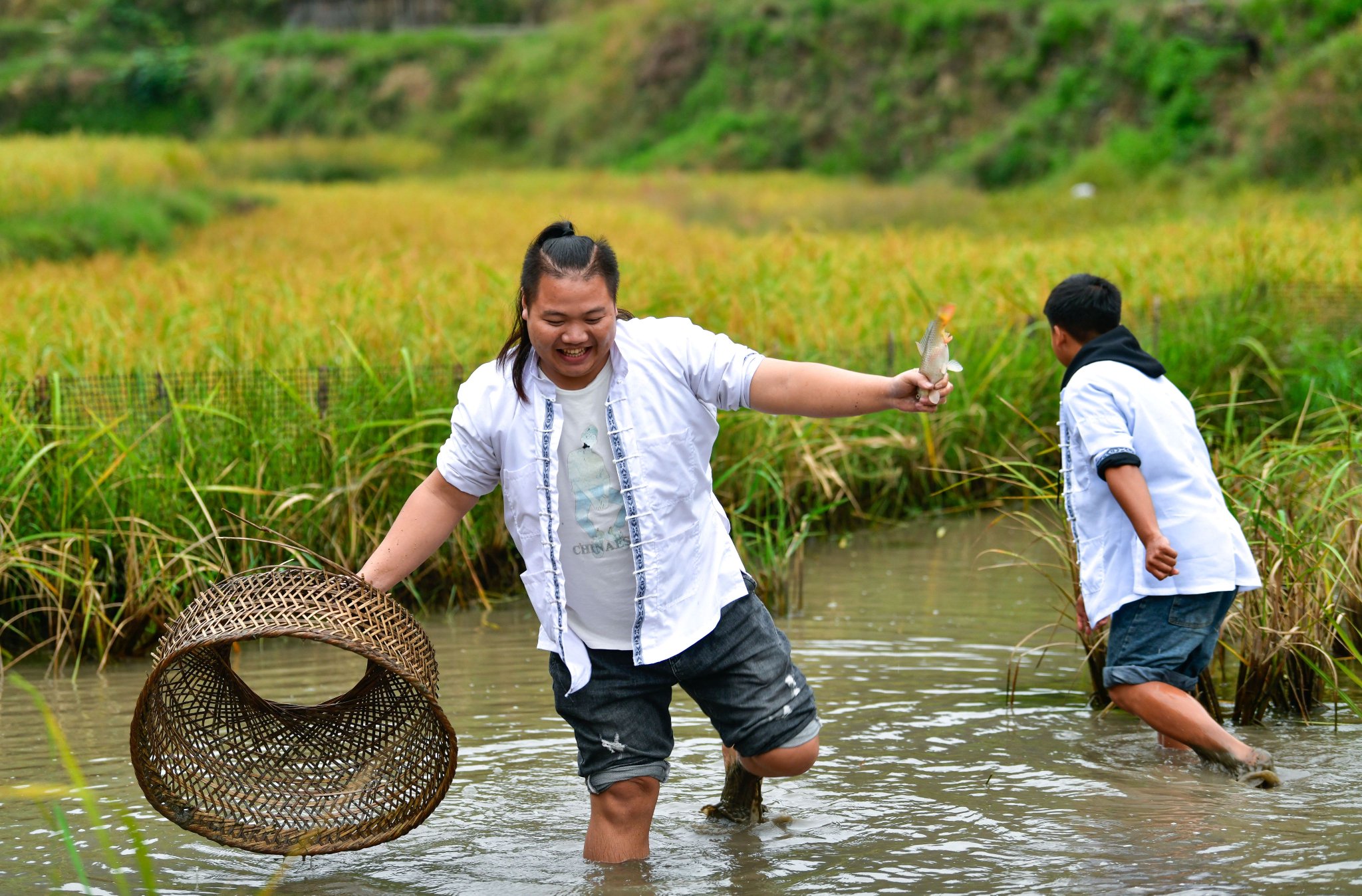 10月5日,贵州省黎平县双江镇黄岗村的年轻人在秋收后的稻田里抓鱼.