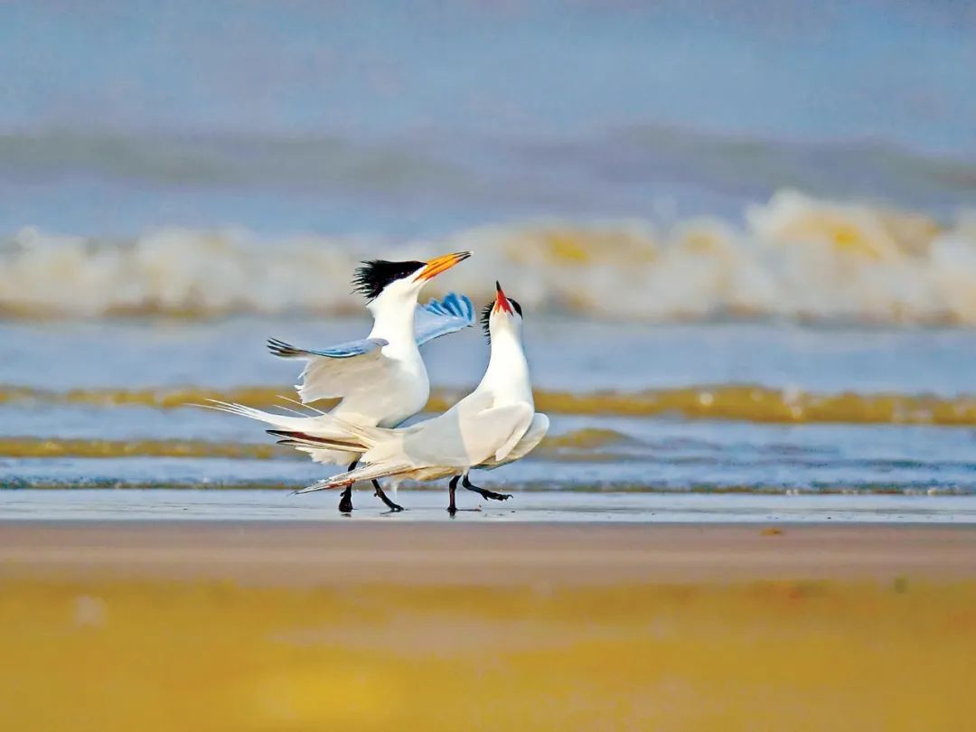 中华凤头燕鸥 蔡卫和摄