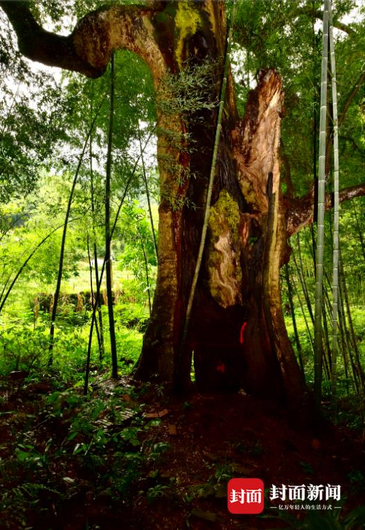 从3000株脱颖而出！四川泸州2007岁“树王”跻身全国100株最美古树行列_新浪财经_新浪网