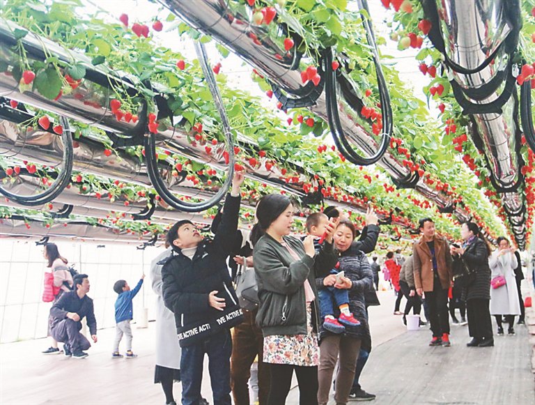 位于江西子公司基地的空中草莓园. 图片由受访者提供