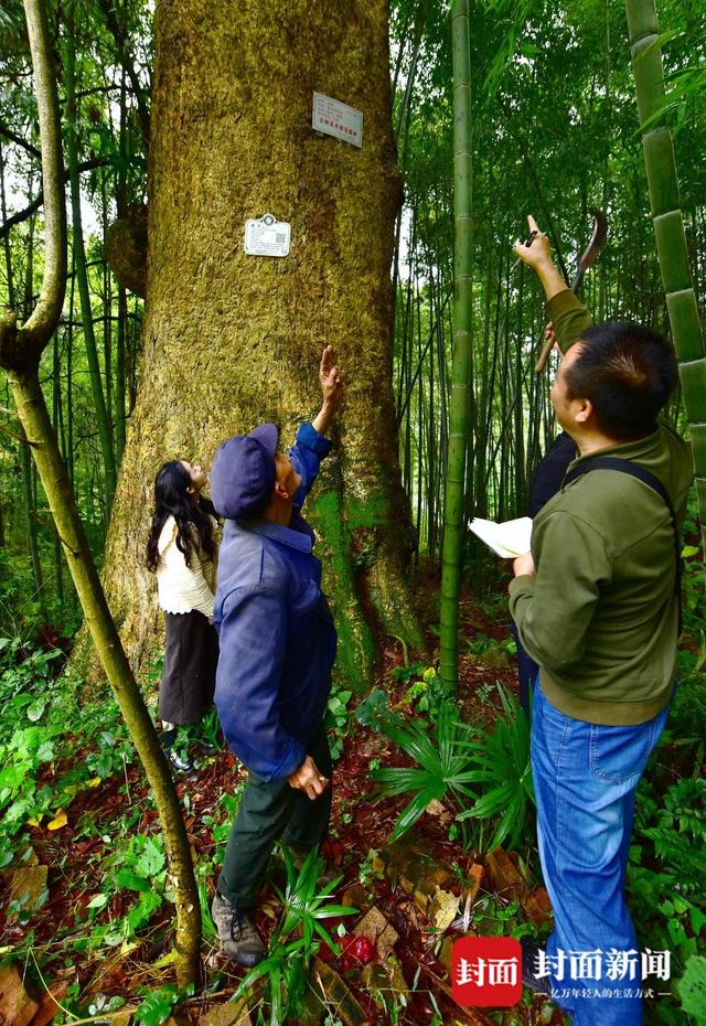 从3000株脱颖而出！四川泸州2007岁“树王”跻身全国100株最美古树行列_新浪财经_新浪网