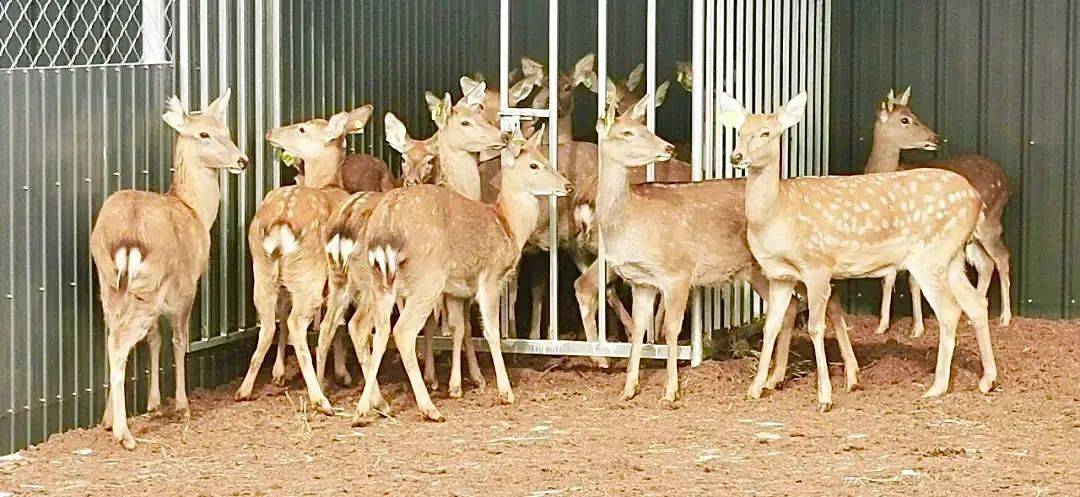 华体会- 华体会体育官网- 华体会体育APP下载这枚鸡蛋叫“踏实”