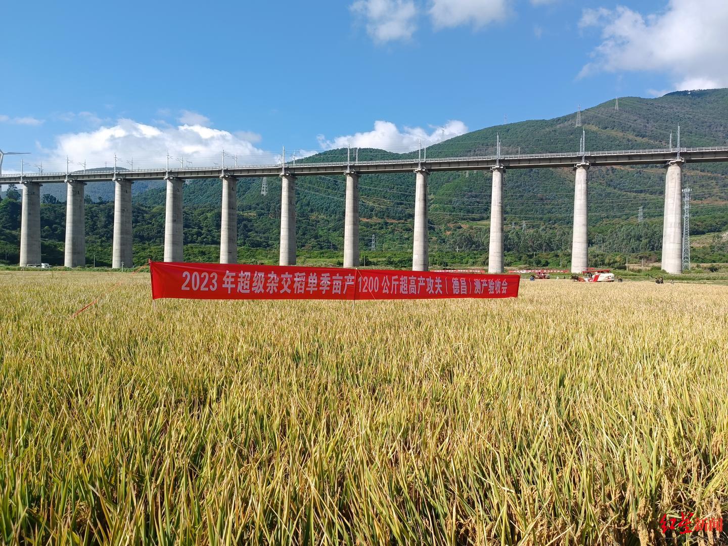 超级杂交稻高产攻关示范项目