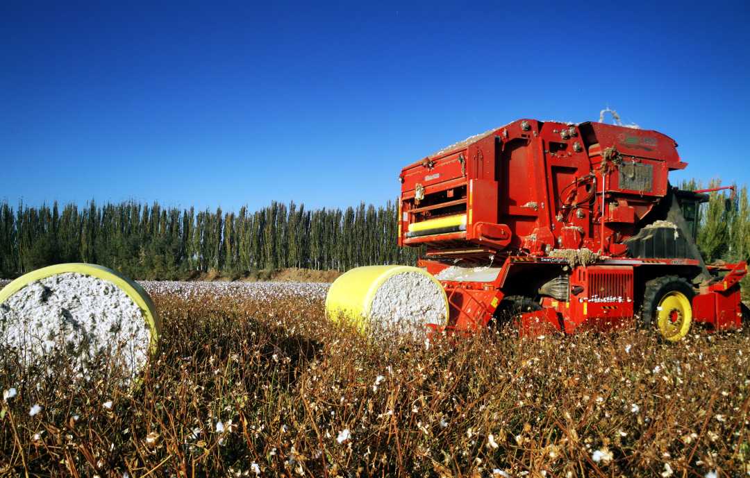 新疆阿瓦提:抢收棉花保丰收_新浪财经_新浪网